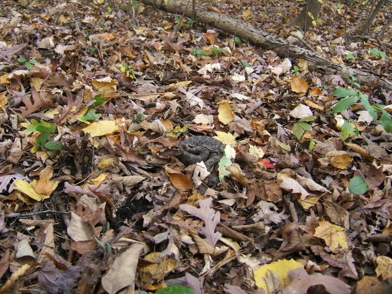 Preview image for a collapsed post.