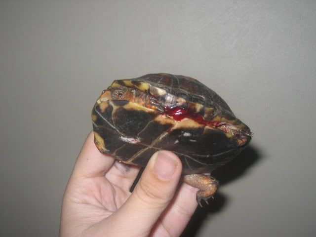 Box Turtle- What To Do? 