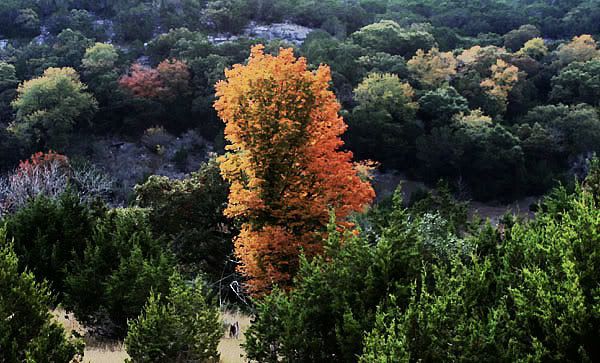 IMAGE: http://i77.photobucket.com/albums/j61/sharpfocus/1165a.jpg