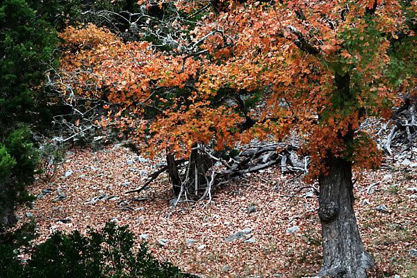 IMAGE: http://i77.photobucket.com/albums/j61/sharpfocus/1225a.jpg