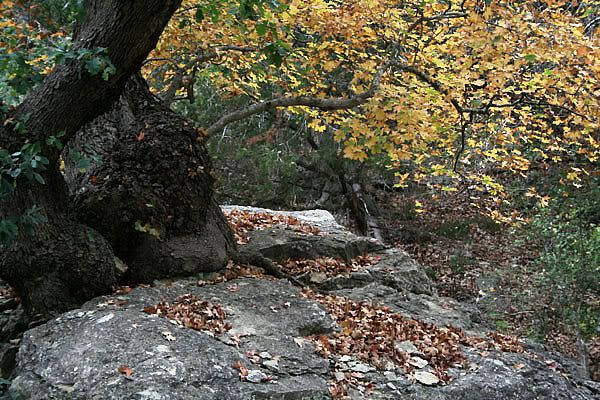 IMAGE: http://i77.photobucket.com/albums/j61/sharpfocus/1270a.jpg