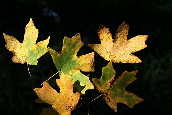 IMAGE: http://i77.photobucket.com/albums/j61/sharpfocus/1304a.jpg