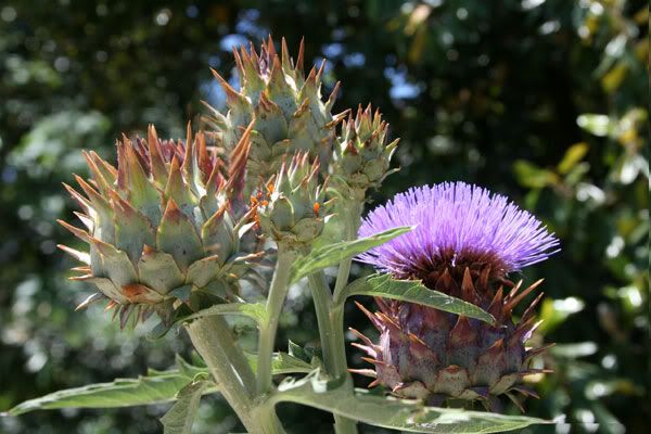 IMAGE: http://i77.photobucket.com/albums/j61/sharpfocus/4042.jpg