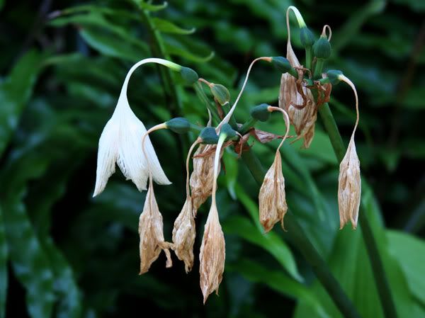 IMAGE: http://i77.photobucket.com/albums/j61/sharpfocus/4174.jpg