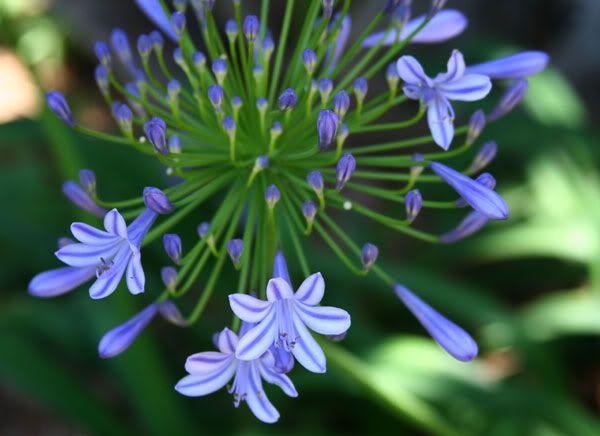 IMAGE: http://i77.photobucket.com/albums/j61/sharpfocus/4189.jpg