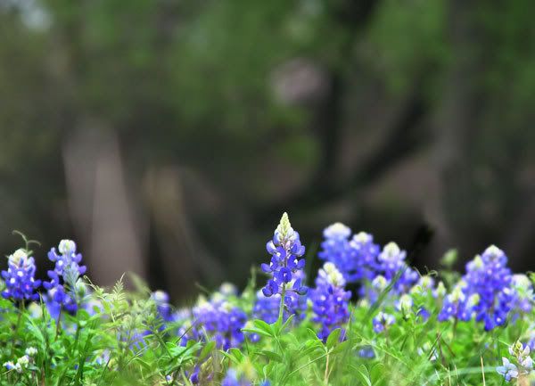 IMAGE: http://i77.photobucket.com/albums/j61/sharpfocus/7709.jpg