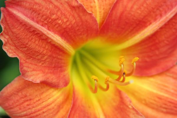 IMAGE: http://i77.photobucket.com/albums/j61/sharpfocus/IMG_4275.jpg