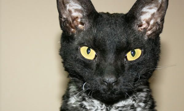 IMAGE: http://i77.photobucket.com/albums/j61/sharpfocus/JimCat.jpg