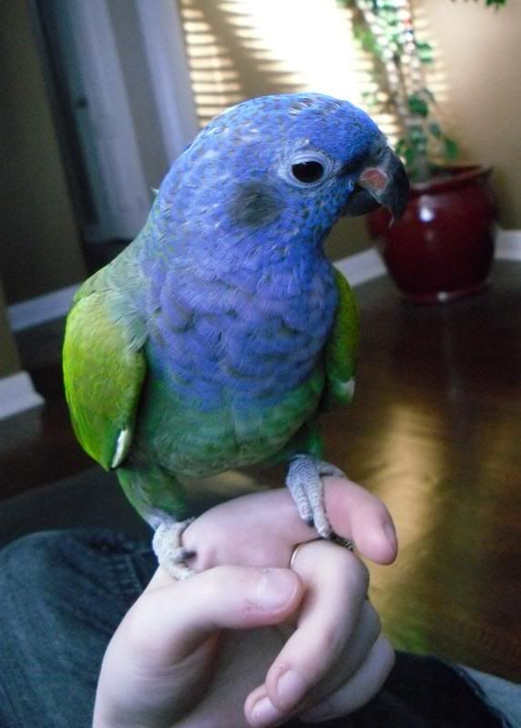 Blue Capped Pionus