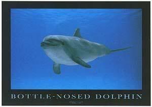 dolphin bottlenose Pictures, Images and Photos