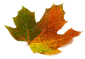 fall_leaf2smaller.gif