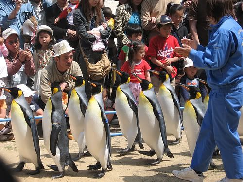 141343033_3116f162ff.jpg penguins on parade! image by johninjapan