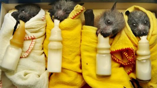 baby bats