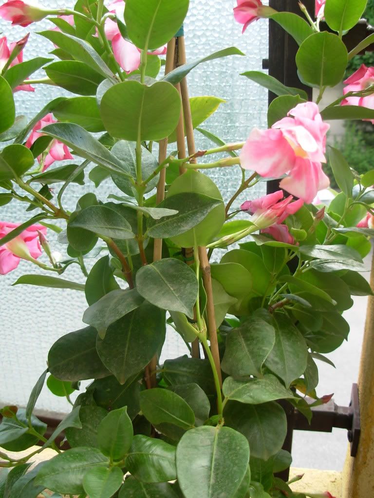 DSCN0806.jpg
