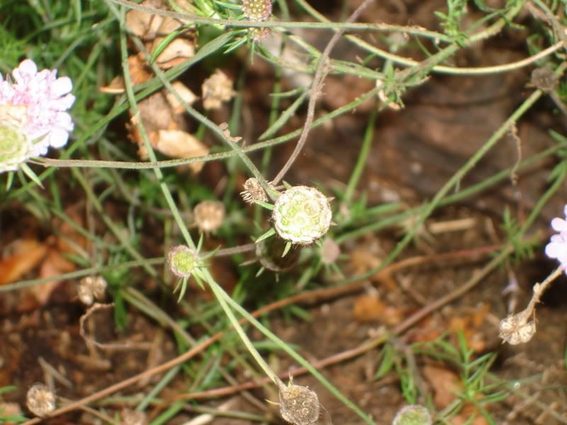 datura015.jpg