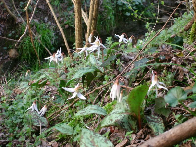 piantespring2007029.jpg