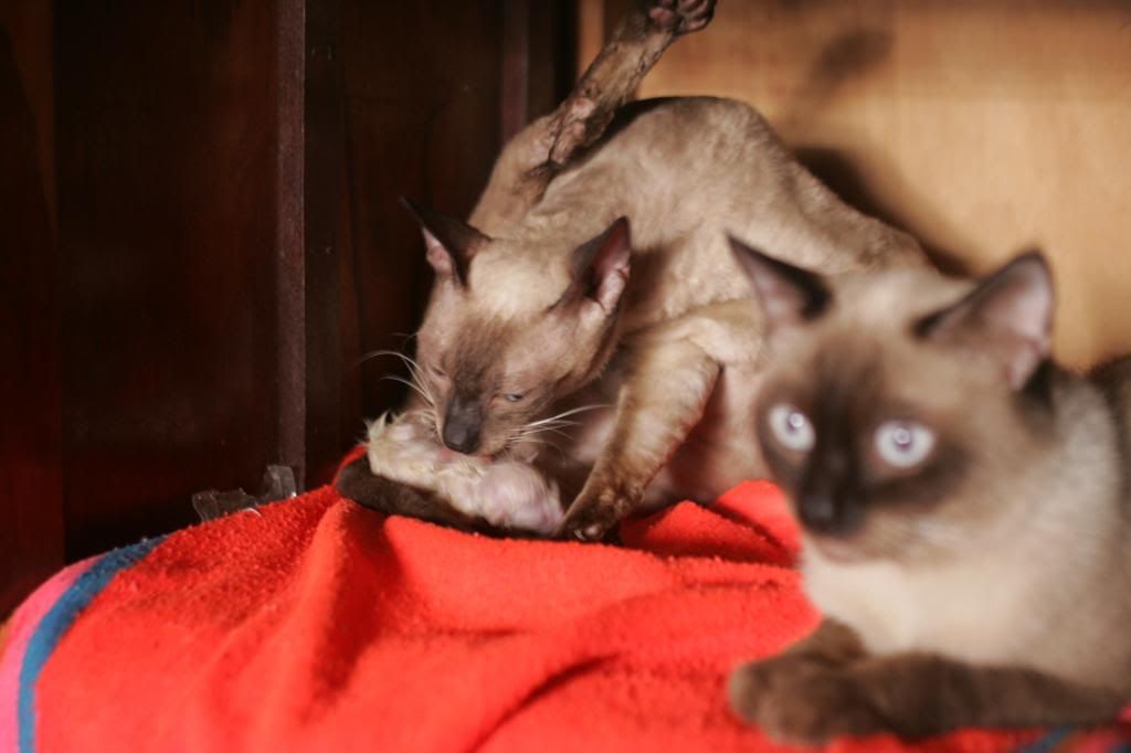 HCM - Toàn Quốc - Mèo Xiêm - Siêm - Siamese con Cần tìm chủ mới - 4