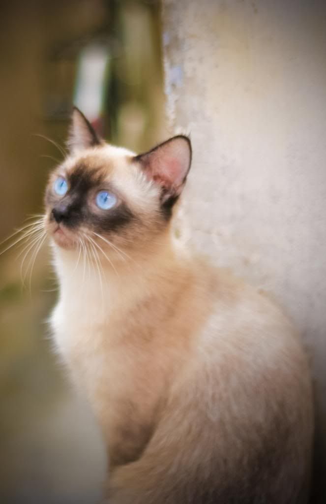 HCM - Toàn Quốc - Mèo Xiêm - Siêm - Siamese con Cần tìm chủ mới