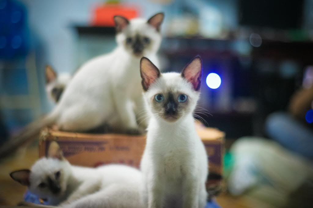 HCM - Toàn Quốc - Mèo Xiêm - Siêm - Siamese con Cần tìm chủ mới - 8