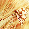 ilusionaryheart-butterfly03232.png