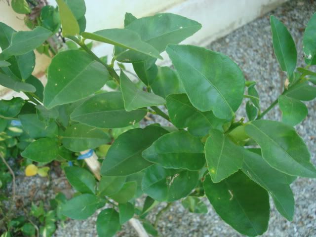 Re: Mein Garten in Thailand - 11