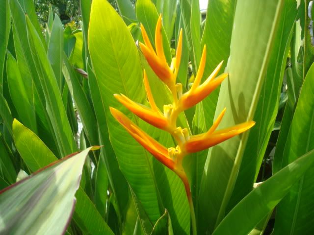 Re: Mein Garten in Thailand - 10