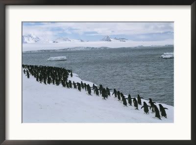 PF_1976905A-Group-of-Adelie-Penguin.jpg