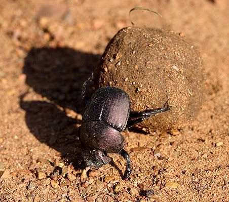 dung-beetle.jpg
