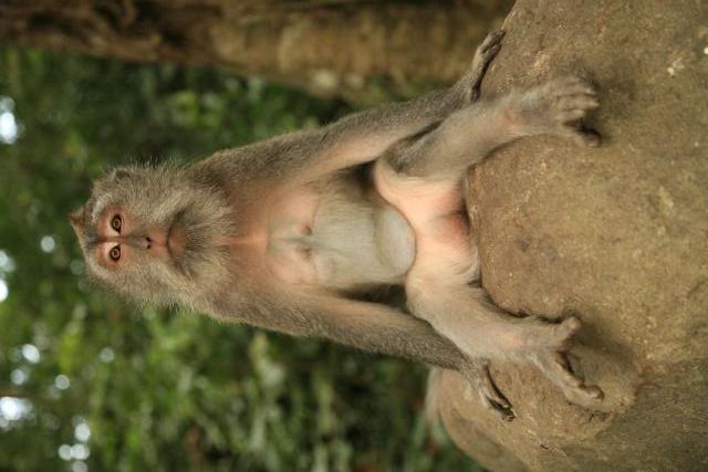 http://i77.photobucket.com/albums/j68/kroozinkikko/monkey20sitting20in20ubud20bali-781.jpg