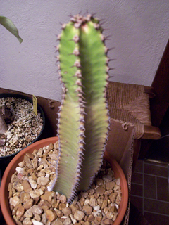 [prickly pete]