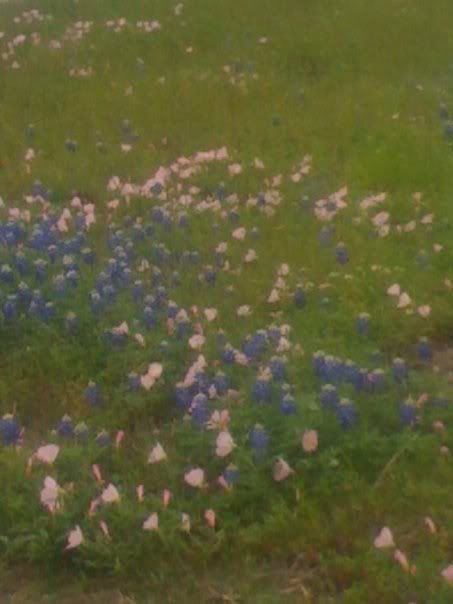 bluebonnetsandbuttercups.jpg