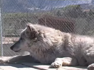WolfHowlingAnimation.gif image by shadowofthemoon