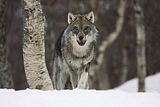 british-wolf.jpg image by shadowofthemoon
