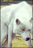 willow1ay2.png image by shadowofthemoon