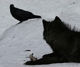 wolfandraven.jpg wolf and raven image by shadowofthemoon