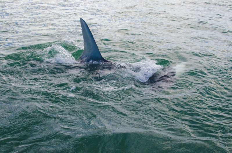 Sharks at bahia honda #3