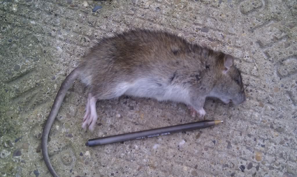 What do you do with injured mice?? UK Pet Forums Forum