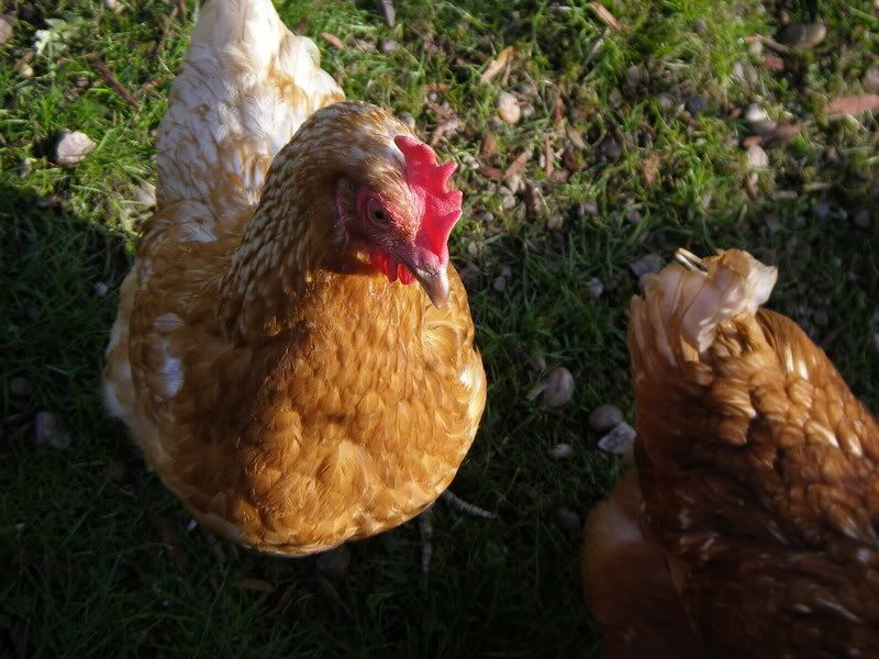 hens033.jpg