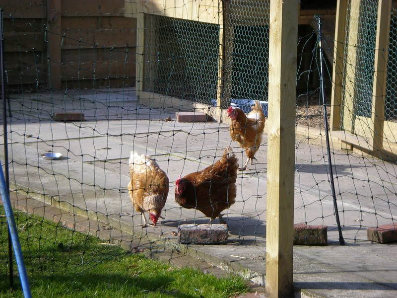 hens041-1.jpg