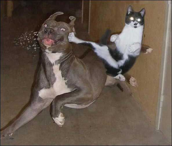 Cow Kitty