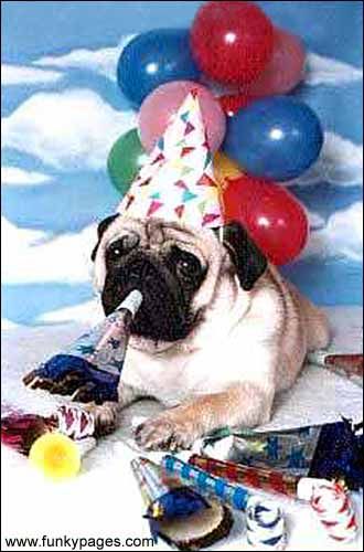 birthdaypug.jpg