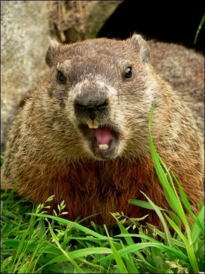 woodchuck.html - Fermilab Education Office