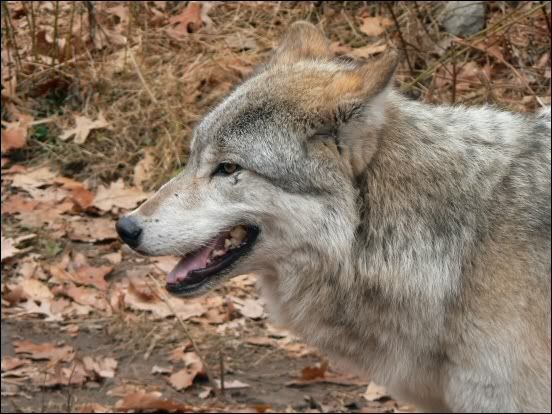 Gray Wolf Profile