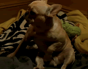 http://i77.photobucket.com/albums/j74/MeatyPortion/dog.gif