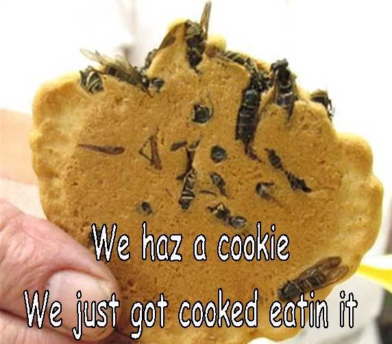 bugcookie.jpg