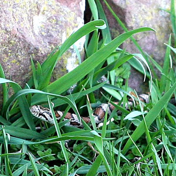 IMAGE: http://i77.photobucket.com/albums/j76/leadsis/april06/ericas-snake.jpg