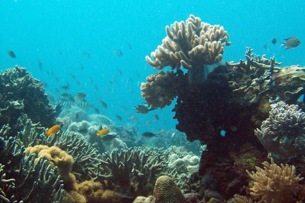 corals1.jpg