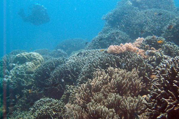 corals5.jpg