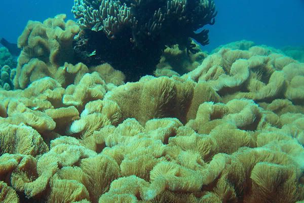corals7.jpg