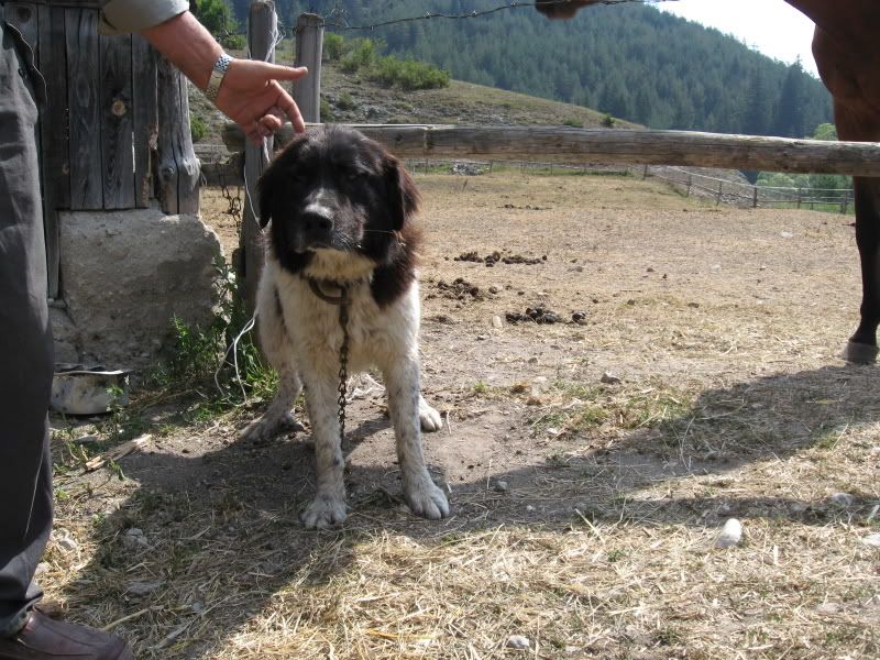 Качена снимка